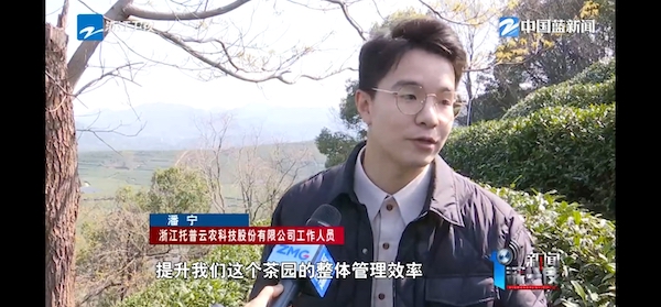 春茶開采正當時！揭秘托普云農如何用科技“制”出一杯數(shù)字好茶